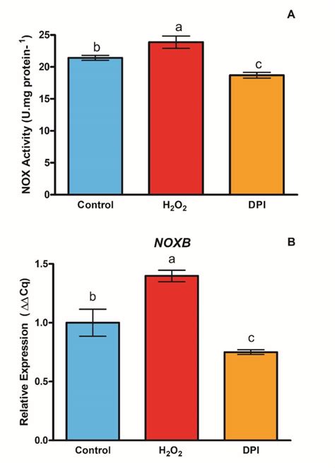 Effect Of Exogenous H O And Dpi On Nadph Oxidase Nox Activity A