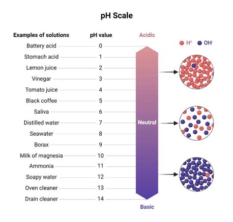 Ph Meter Principle Parts Procedure Types Uses Examples