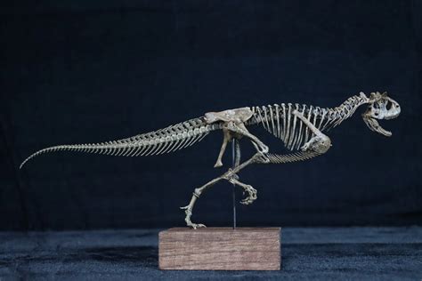 Carnotaurus Skeleton