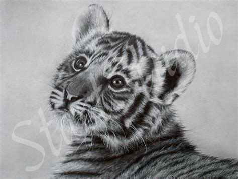 Tiger cub drawing by JamiePickering on DeviantArt