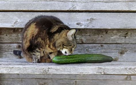 Why Do Cats Hate Cucumbers? Explained By A Vet - Cats.com