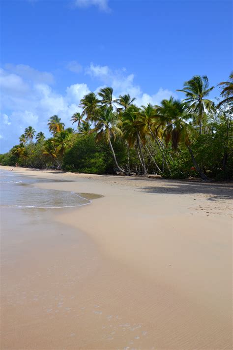 Les Salines Plages Mer Les Salines Pointe Sud Martinique