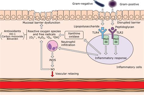 Figure 1 from Microbiome and intestinal ischemia/reperfusion injury ...