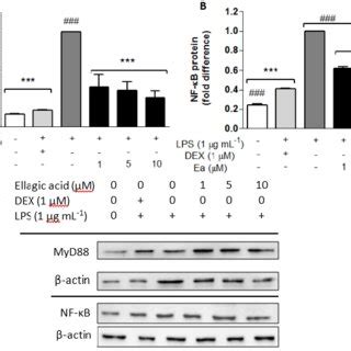 Effects Of Ellagic Acid Ea On Mapk Signalling Pathway By