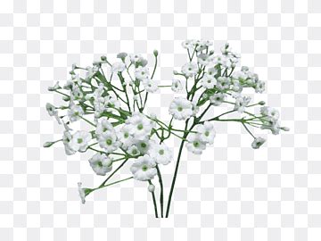 Babys Breath Bouquet Clipart Free