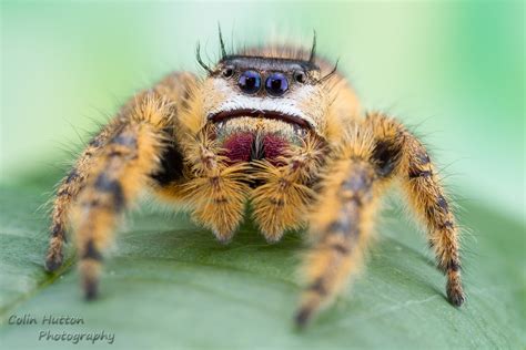 Phidippus Otiosus Jumping Spider, Beautiful Bugs, Arachnids, 44% OFF