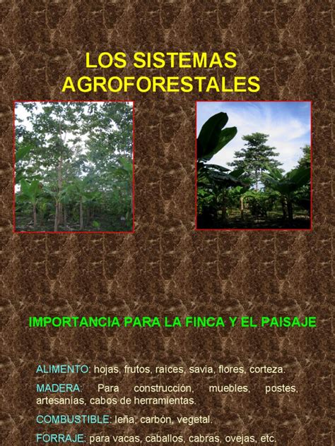 Los Sistemas Agroforestales J Pdf Agricultura Arboles