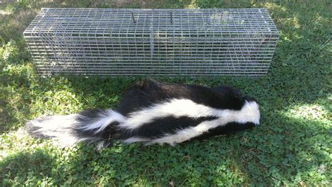 Skunk Removal Sacramento – Master Pest Offers Skunk Control in Surrounding Areas