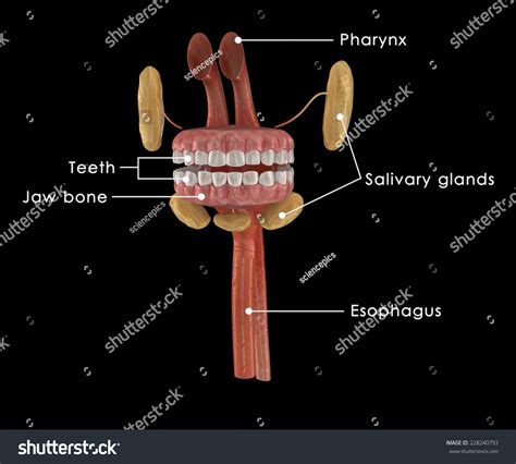 Mouth Anatomy Stock Illustration 228240793