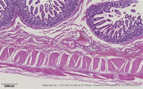 Histology Of Jejunum