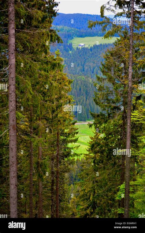 Black Forest, Baden-Wurttemberg, Black Forest, deep valley near ...