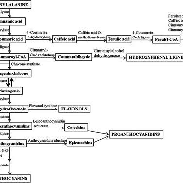 0.2 Schematic representation of the general phenylpropanoid pathway in ...