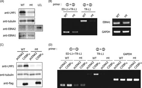 Decrease In LMP1 Protein And MRNA Levels With Point Mutation Of The