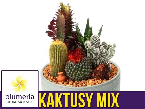 Kaktusy Mix Sztuk Cactaceae Ro Lina Domowa Sadzonka Cena Plumeria Pl