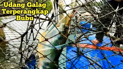 Ahir Petualangan Angkat Bubu Udang Galah Ikan Perangkap Udang