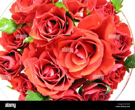 Plant Flower Rose Flowers Roses Bouquet Ostrich Red Nature Nosegay