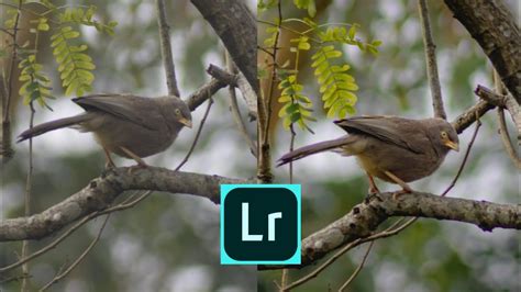 Bird Editing Lightroom Bird Editing Tutorial 2020 New Editing App