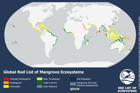 More Than Half Of All Mangrove Ecosystems At Risk Of Collapse By 2050