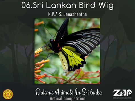 Sri Lanka Birdwing Our National Butterfly ZSJP