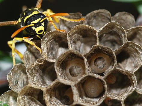 Larvas De Avispa Características De Su Desarrollo Y Fotos