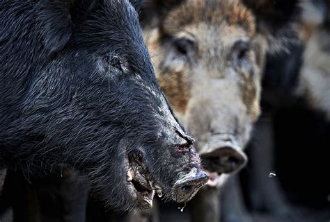 Feral Pigs Problem In Us How Texas Is Fighting Back Sports Illustrated