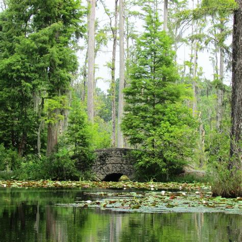 Cypress Gardens Moncks Corner Ce Quil Faut Savoir Pour Votre Visite