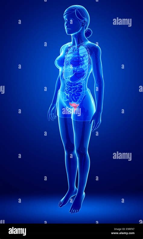 illustration of female uterus anatomy Stock Photo - Alamy