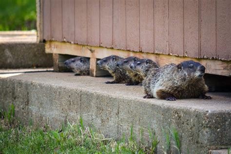 How To Get Rid Of Groundhogs Under Porch Storables