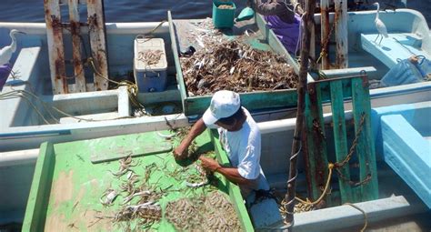 Chocan Pescadores De Yucat N Y Campeche Por Temporada De Captura De Pulpo