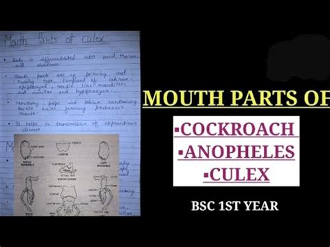 Mouth Parts Of Cockroach Anopheles And Culex Notes