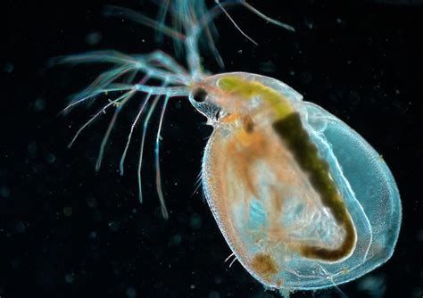 Daphnia Water Flea Photograph By Kevin Mackenzie University Of