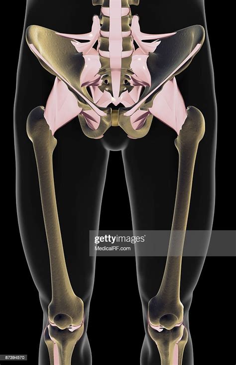 The Ligaments Of The Lower Limb Stock Illustration Getty Images