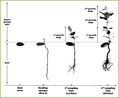 Time Points And Growth Stages Of The Seedlings Defined For The Study