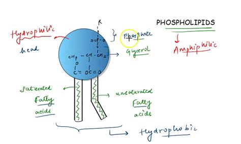 SOLVED: Which part of the phospholipid is hydrophilic, or attracted to ...