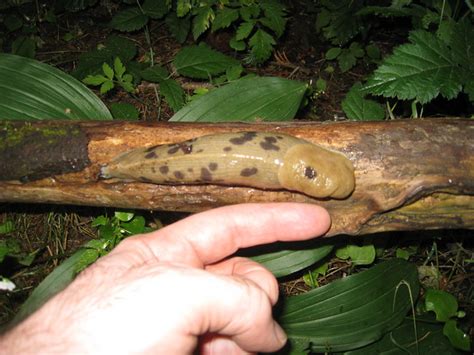 Biggest Fattest Slug Ever This Thing Was Huge Over An In Flickr