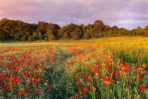 Wildflower Field Wallpapers K Hd Wildflower Field Backgrounds On