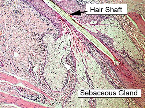 Human Skin Layers Microscope