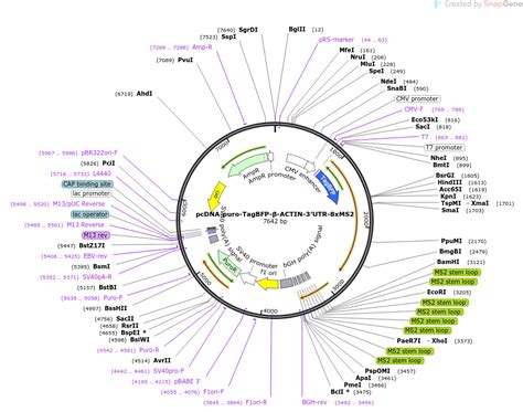 Addgene Pcdna Puro Tagbfp β Actin 3′utr 8xms2