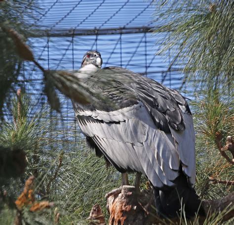 Pictures and information on Andean Condor