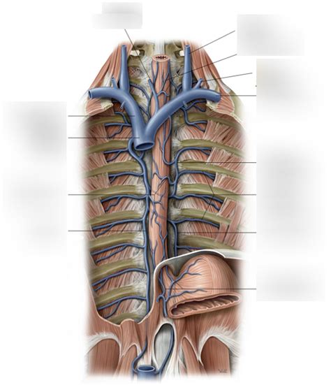 Diagram Thoracic Venous Return Diagram Quizlet