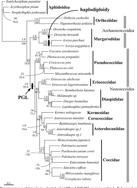 Figure 1 From Mitochondrial Phylogeny Certified PGL Paternal Genome