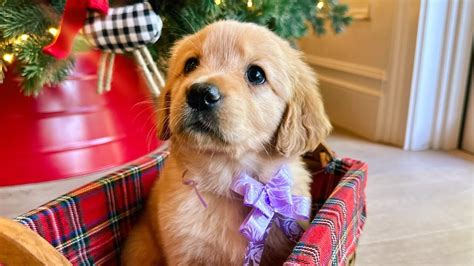 Giving Away Golden Retriever Puppies For Christmas Youtube