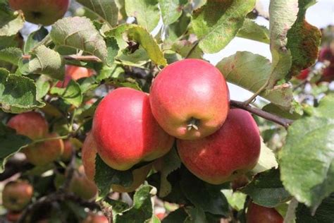 Unique apple varieties you need to try this fall | Apple varieties ...