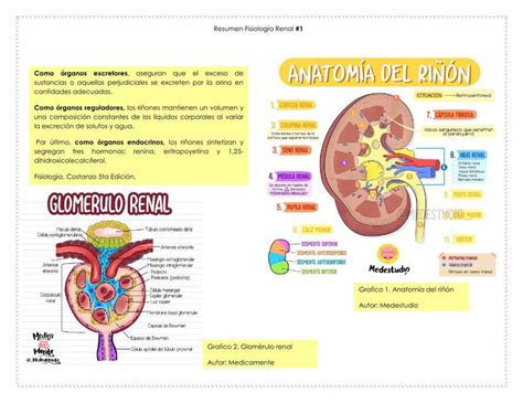 Fisiologia Renal Aposte Confian A E Divers O Na Caca N Queis