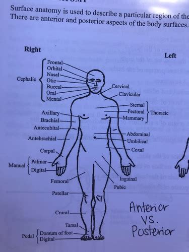 Anterior And Posterior Body Landmarks Flashcards Quizlet