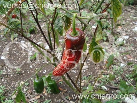 Maduración De Chiles El Auténtico Chile Rayado Seco Ahumado