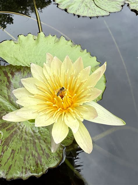 Nature lovers react to manhattan beach botanical garden fees 5