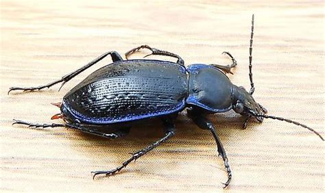 Pennsylvania Beetle For Id Carabus Serratus Bugguidenet