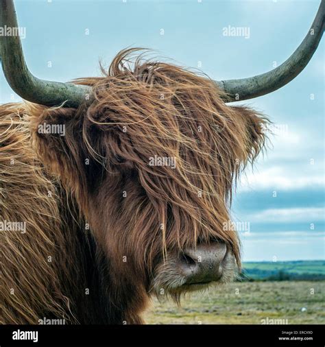 Highland Long Horn Cow Light Brown Shaggy Coated Cow With Long Curved