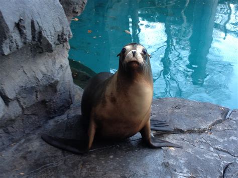 Sea Lion Dies at Smithsonian’s National Zoo and Conservation Biology Institute | Smithsonian's ...